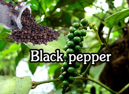 9 wonders of Black Pepper that you must have it at your home.
