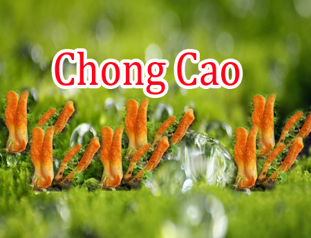 If your body is fatigue, Chong Cao can help you.