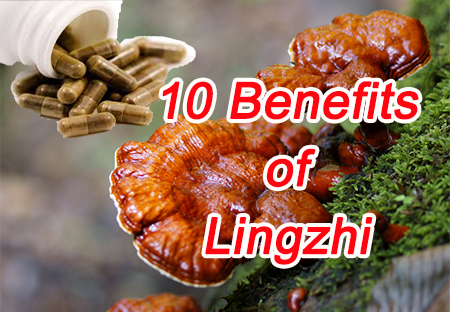 10 Benefits of Lingzhi Mushroom that can help Defend the Disease and Anti – aging